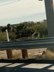 Washingtonia filifera