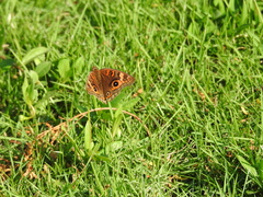 Junonia neildi