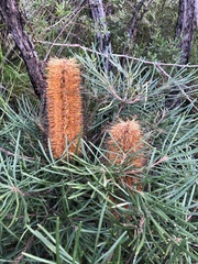 Banksia cunninghamii