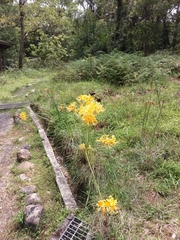 Lycoris aurea