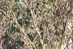 Spizella passerina