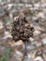 Callirhytis seminator