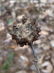 Callirhytis seminator