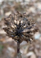 Callirhytis seminator