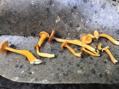 Cantharellus minor