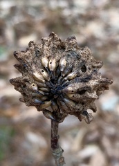 Callirhytis seminator