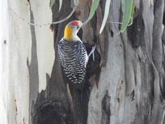 Melanerpes aurifrons