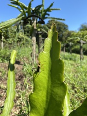 Leptoglossus zonatus