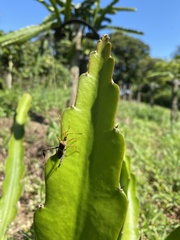 Leptoglossus zonatus