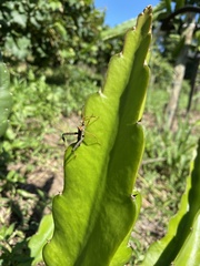 Leptoglossus zonatus