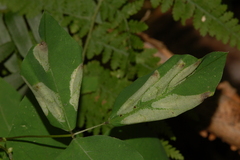 Macrosaccus morrisella