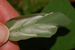 Macrosaccus morrisella