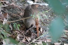 Pterorhinus perspicillatus