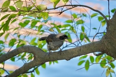 Pterorhinus perspicillatus