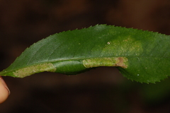 Phyllonorycter propinquinella