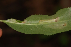 Phyllonorycter propinquinella