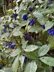 Palicourea cyanococca