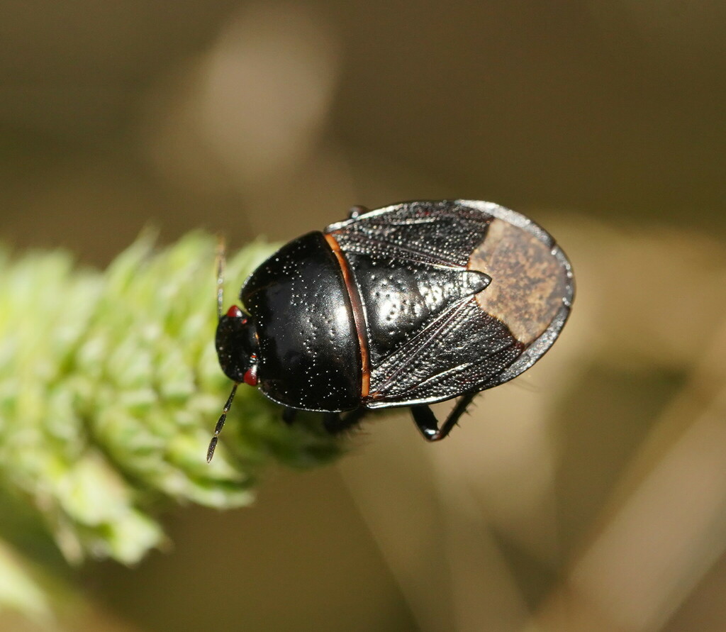Adrisa