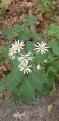 Eurybia furcata