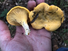 Cantharellus tenuithrix