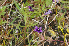 Campanulaceae
