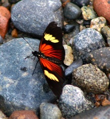 Heliconiini
