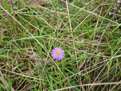 Brachyscome multifida