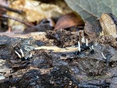 Xylaria hypoxylon