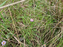 Brachyscome multifida