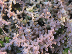 Selaginella rossii