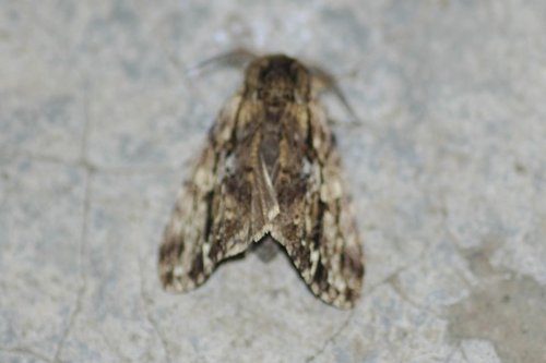 Notodontidae