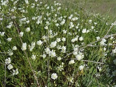 Limnanthes