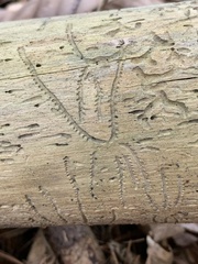 Pityogenes bidentatus