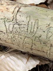 Pityogenes bidentatus