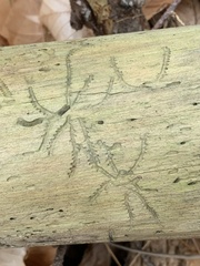 Pityogenes bidentatus