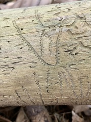 Pityogenes bidentatus