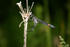 Ammophila procera