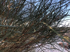 Acacia ammophila