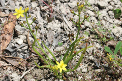 Bulbine semibarbata