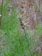 Penstemon tubaeflorus