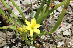 Bulbine semibarbata