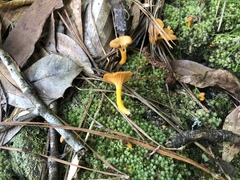 Craterellus ignicolor
