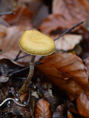 Leratiomyces squamosus