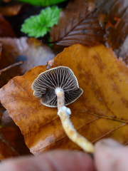 Leratiomyces squamosus