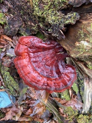 Ganoderma tsugae