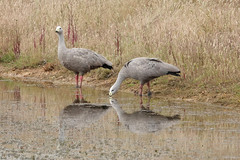 Cereopsis novaehollandiae