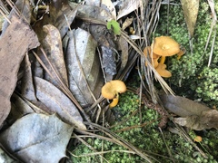 Craterellus ignicolor