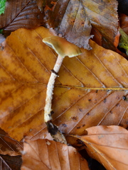 Leratiomyces squamosus