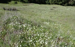 Limnanthes