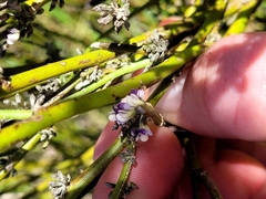 Carmichaelia australis